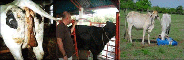Diagnosis de Hipocalcemias en Vacas de Transición en Fincas lecheras de Trópico Venezolano - Image 27