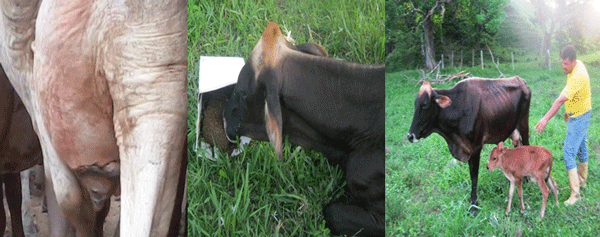 Diagnosis de Hipocalcemias en Vacas de Transición en Fincas lecheras de Trópico Venezolano - Image 9
