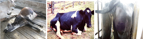 Diagnosis de Hipocalcemias en Vacas de Transición en Fincas lecheras de Trópico Venezolano - Image 3