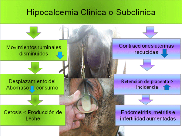 Diagnosis de Hipocalcemias en Vacas de Transición en Fincas lecheras de Trópico Venezolano - Image 7