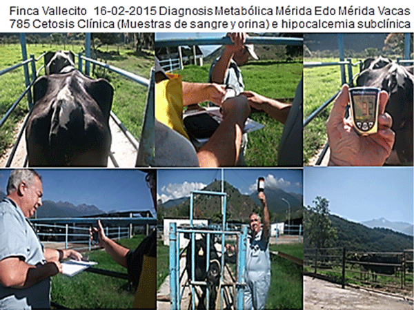 Diagnosis de Hipocalcemias en Vacas de Transición en Fincas lecheras de Trópico Venezolano - Image 16