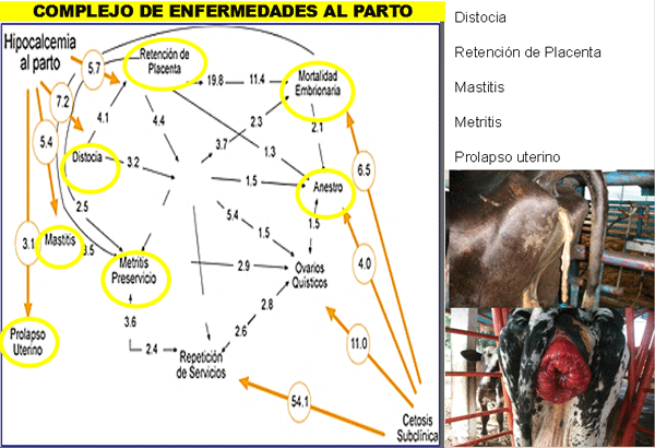 Diagnosis de Hipocalcemias en Vacas de Transición en Fincas lecheras de Trópico Venezolano - Image 22