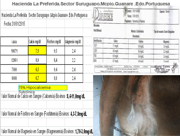 Diagnosis de Hipocalcemias en Vacas de Transición en Fincas lecheras de Trópico Venezolano - Image 15