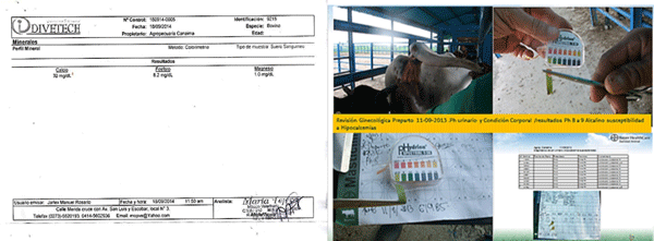 Diagnosis de Hipocalcemias en Vacas de Transición en Fincas lecheras de Trópico Venezolano - Image 28