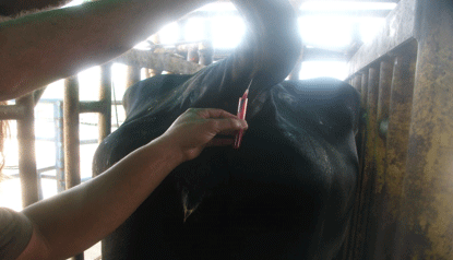 Diagnosis de Hipocalcemias en Vacas de Transición en Fincas lecheras de Trópico Venezolano - Image 10