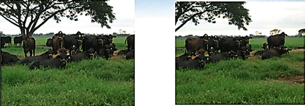 Diagnosis de Hipocalcemias en Vacas de Transición en Fincas lecheras de Trópico Venezolano - Image 2