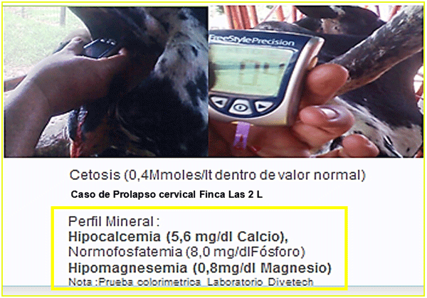 Diagnosis de Hipocalcemias en Vacas de Transición en Fincas lecheras de Trópico Venezolano - Image 20