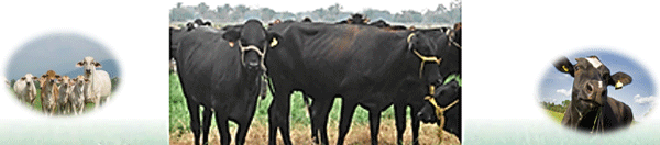 Diagnosis de Hipocalcemias en Vacas de Transición en Fincas lecheras de Trópico Venezolano - Image 1
