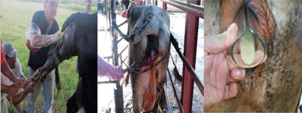 Diagnosis de Hipocalcemias en Vacas de Transición en Fincas lecheras de Trópico Venezolano - Image 8