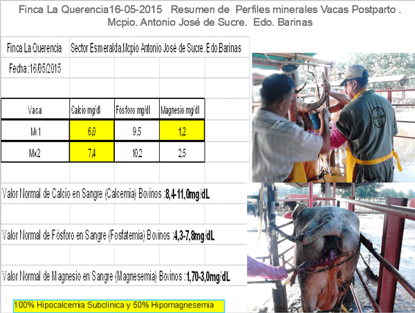 Diagnosis de Hipocalcemias en Vacas de Transición en Fincas lecheras de Trópico Venezolano - Image 19