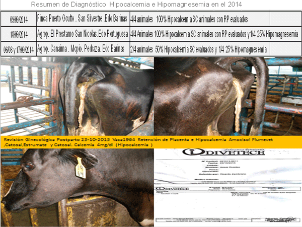 Diagnosis de Hipocalcemias en Vacas de Transición en Fincas lecheras de Trópico Venezolano - Image 14