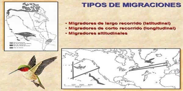 Influenza Aviar: Presencia de aves migratorias árticas en el territorio argentino - Image 29
