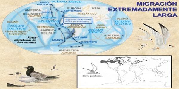 Influenza Aviar: Presencia de aves migratorias árticas en el territorio argentino - Image 13
