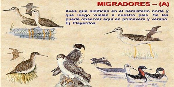 Influenza Aviar: Presencia de aves migratorias árticas en el territorio argentino - Image 1