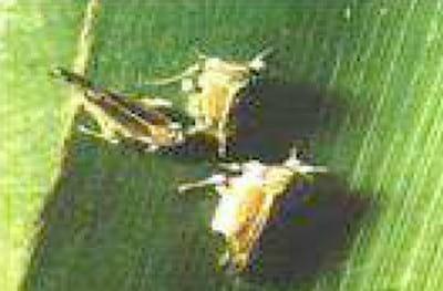 Insectos plagas y enfermedades plagas del cultivo de la caña de azúcar - Image 10