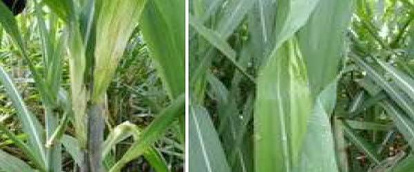 Insectos plagas y enfermedades plagas del cultivo de la caña de azúcar - Image 15