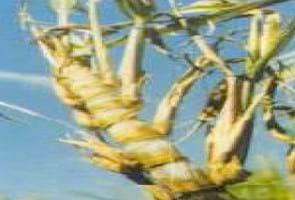 Insectos plagas y enfermedades plagas del cultivo de la caña de azúcar - Image 25