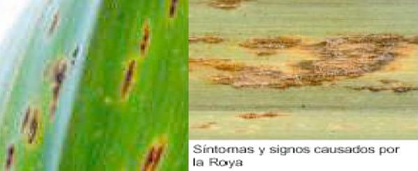 Insectos plagas y enfermedades plagas del cultivo de la caña de azúcar - Image 13
