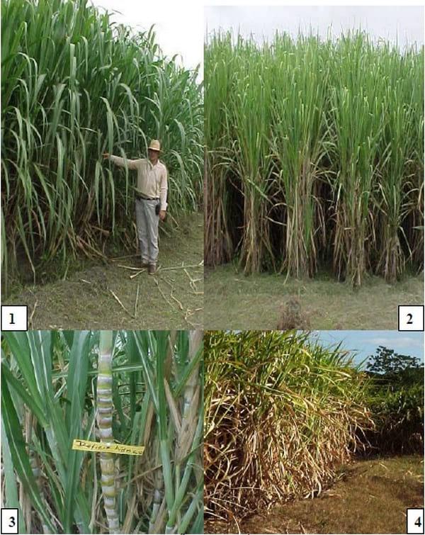 Insectos plagas y enfermedades plagas del cultivo de la caña de azúcar - Image 28