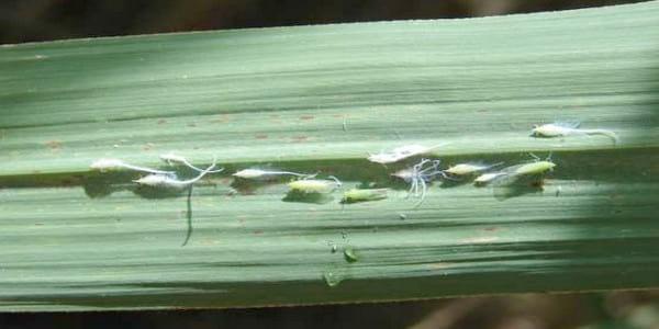 Insectos plagas y enfermedades plagas del cultivo de la caña de azúcar - Image 9