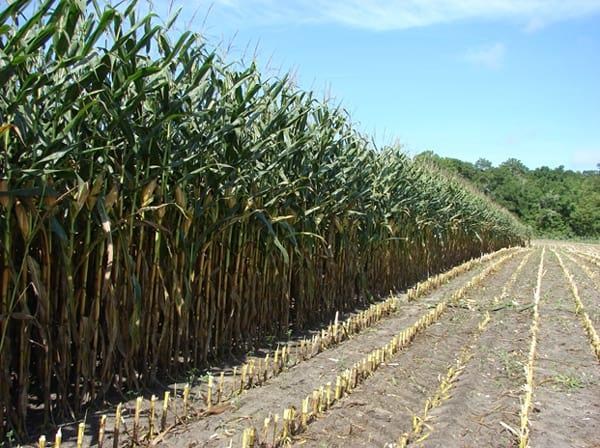 Aptitud Forrajera- Evaluación de híbridos de maíz.- Campaña 2016 – 2017. Determinación del rendimiento y la calidad de la materia seca. - Image 1