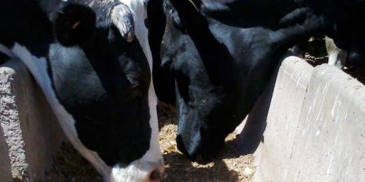 Estrategias de alimentación de vacas lecheras en pastoreo: ¿qué hemos aprendido de los sistemas comerciales y qué hemos generado desde la investigación en uruguay? - Image 15