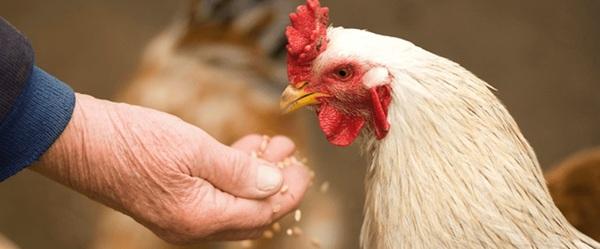 Salvado de Arroz Estabilizado: Ingrediente Económico y Nutricional para dietas de aves de corral y cerdos - Image 1