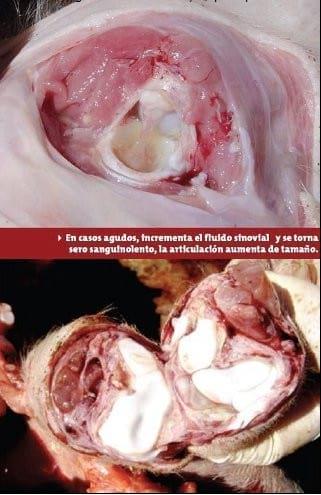 Bursitis poli articular (Mycoplasma hyosynoviae) en cerdos. Padecimiento poco diagnosticado en México - Image 4