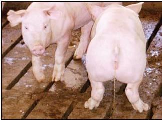 Bursitis poli articular (Mycoplasma hyosynoviae) en cerdos. Padecimiento poco diagnosticado en México - Image 3