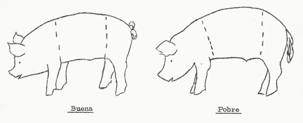 Guía de Selección de Reproductores y Sistemas de Cruces en Ganado Porcino - Image 8
