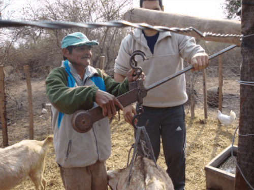 Evaluación del consumo de agua en cabras - Image 6