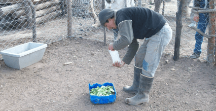Evaluación del consumo de agua en cabras - Image 4