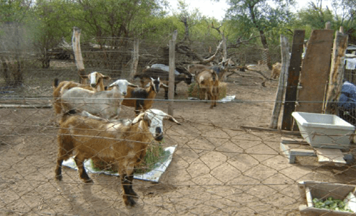 Evaluación del consumo de agua en cabras - Image 2