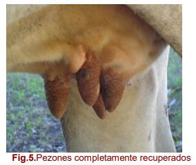 Tratamiento termoquirúrgico de papilomatosis de los pezones a una vaca mestiza - Image 3