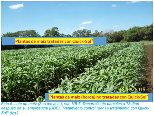 Efecto de la aplicación foliar de Quick-Sol® en el crecimiento y rendimiento del cultivo de maíz (Zea mays L.) - Image 6