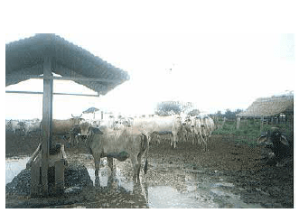Suplementacion de minerales en la produccion bovina - Image 4