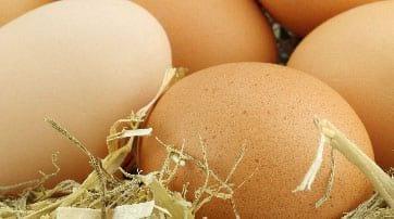 Evaluación de Oleorresina de Achiote como pigmentante natural para la yema de huevo en gallinas de postura - Image 2