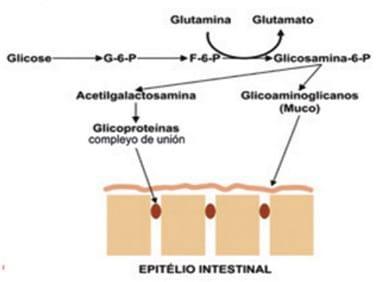 Utilización de aminoácidos condicionalmente esenciales en dietas iniciales de aves: Glutamina y ácido glutámico - Image 2