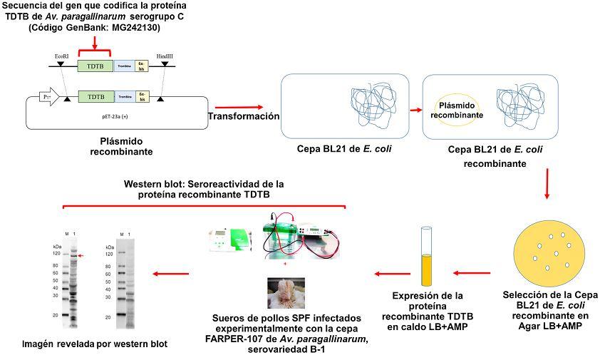 Evaluación de la Seroreactividad de la forma recombinante de la proteína transportador dependiente de TonB de Avibacterium paragallinarum - Image 1