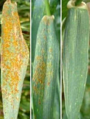 Cuatro Conceptos claves para decidir la aplicación de fungicidas en trigo - Image 2