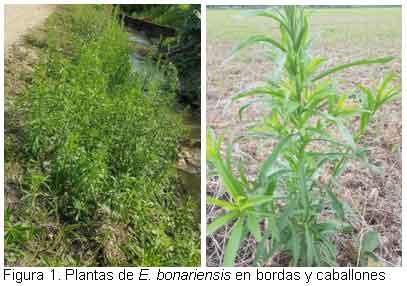 Nuevas especies de malezas compiten con el cultivo del arroz, en el Departamento Norte de Santander, Colombia. - Image 1
