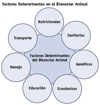 Factores determinantes del bienestar animal - Image 2