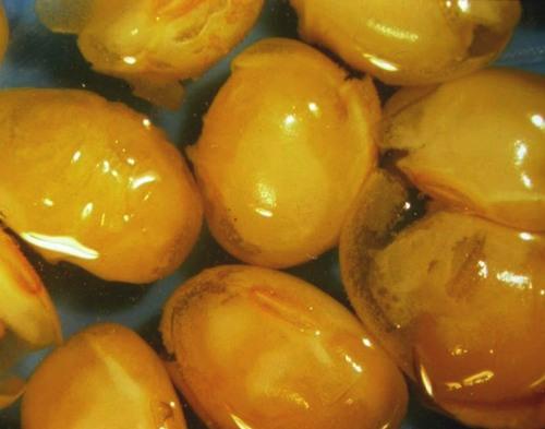 Semillas secas de soja: ¿cómo afecta su presencia en la calidad? - Image 2