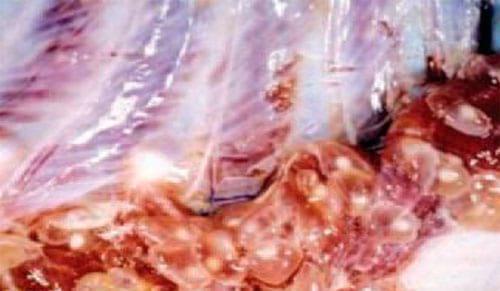 Cysticercus Cellulosae en carne de cerdos, Técnicas para eliminarlo - Image 16