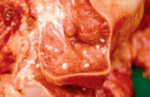 Cysticercus Cellulosae en carne de cerdos, Técnicas para eliminarlo - Image 7