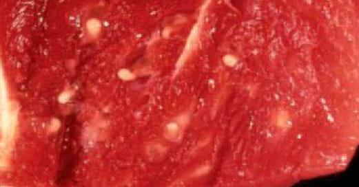 Cysticercus Cellulosae en carne de cerdos, Técnicas para eliminarlo - Image 15