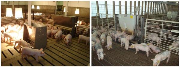 Consideraciones prácticas a tener en cuenta a la hora de elegir los comederos para los cerdos en etapa de Crecimiento y Terminación - Image 1