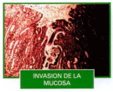 Manual técnico: Antiparasitarios Internos y endectocidas de Bovinos y Ovinos - Image 6