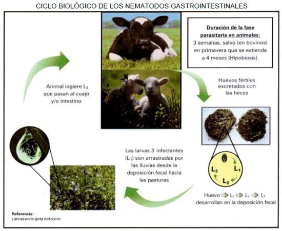 Manual técnico: Antiparasitarios Internos y endectocidas de Bovinos y Ovinos - Image 3
