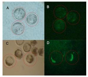Producción de embriones transgénicos bovinos por microinyección de un vector lentiviral pre y pos fertilización. - Image 4
